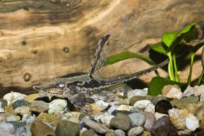 Стурісома панамська, S (лат. - Sturisoma panamense)