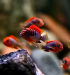 Лабідохроміс хонгі ред, S (лат. - Labidochromis hongi red)