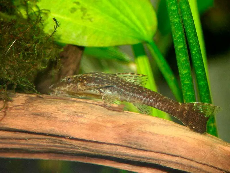 Отоцинклюс негрос (лат. - Otocinclus sp.Negros)