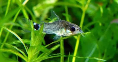 Корідорус Хастатус (лат. - Corydoras hastatus)