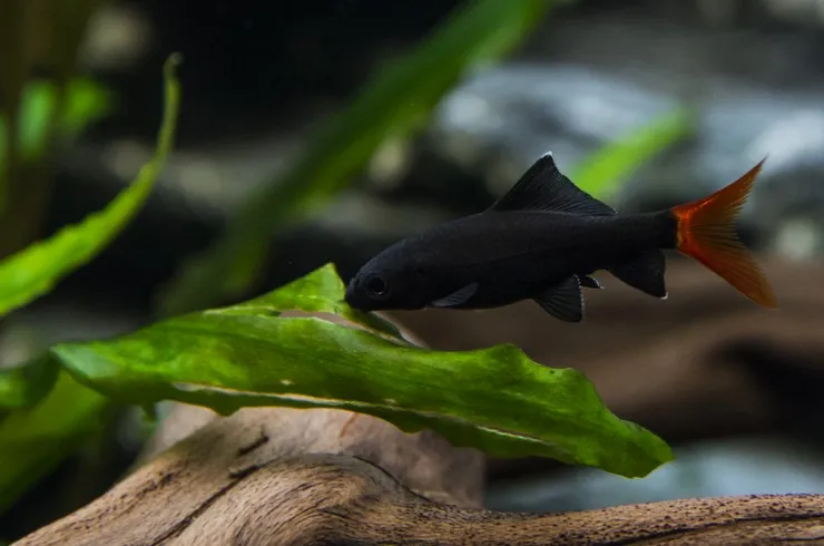 Лабео біколор, S (лат. Epalzeorhynchos bicolor)