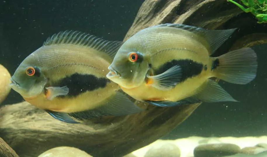 Уару чорноплямистий (лат. - Uaru amphiacanthoides)
