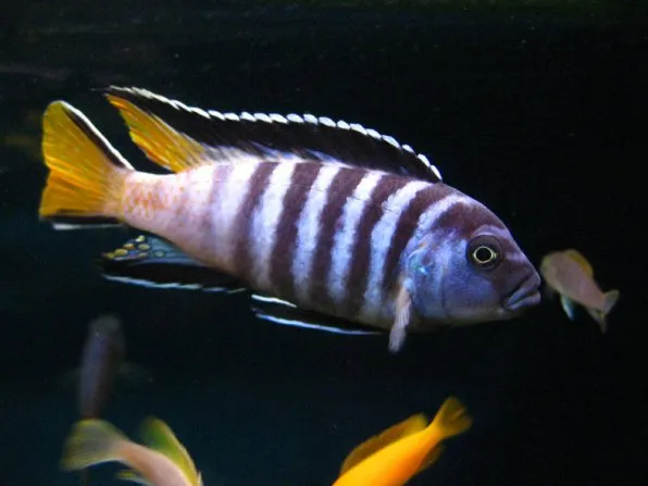 Мпанга (Pseudotropheus elongatus Mpanga)