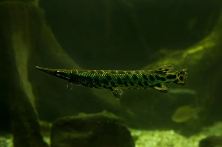 Панцирная щука Окулятус (лат. - Lepisosteus oculatus)