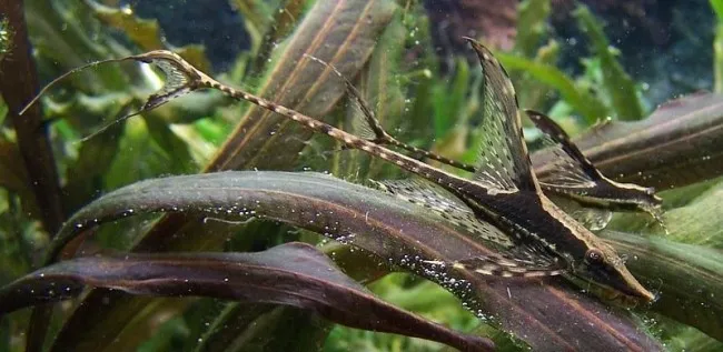 Стурісома панамська, S (лат. - Sturisoma panamense)