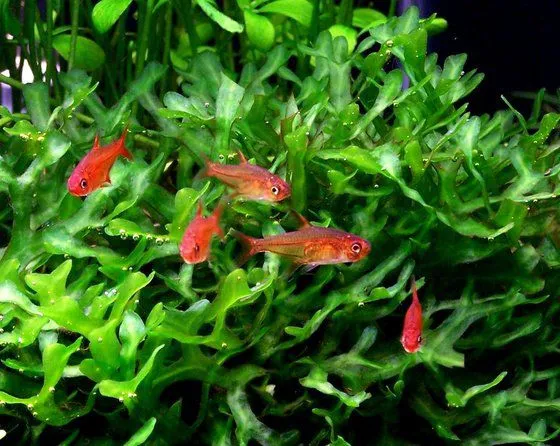 Тетра Аманда (лат. - Hyphessobrycon amandae)