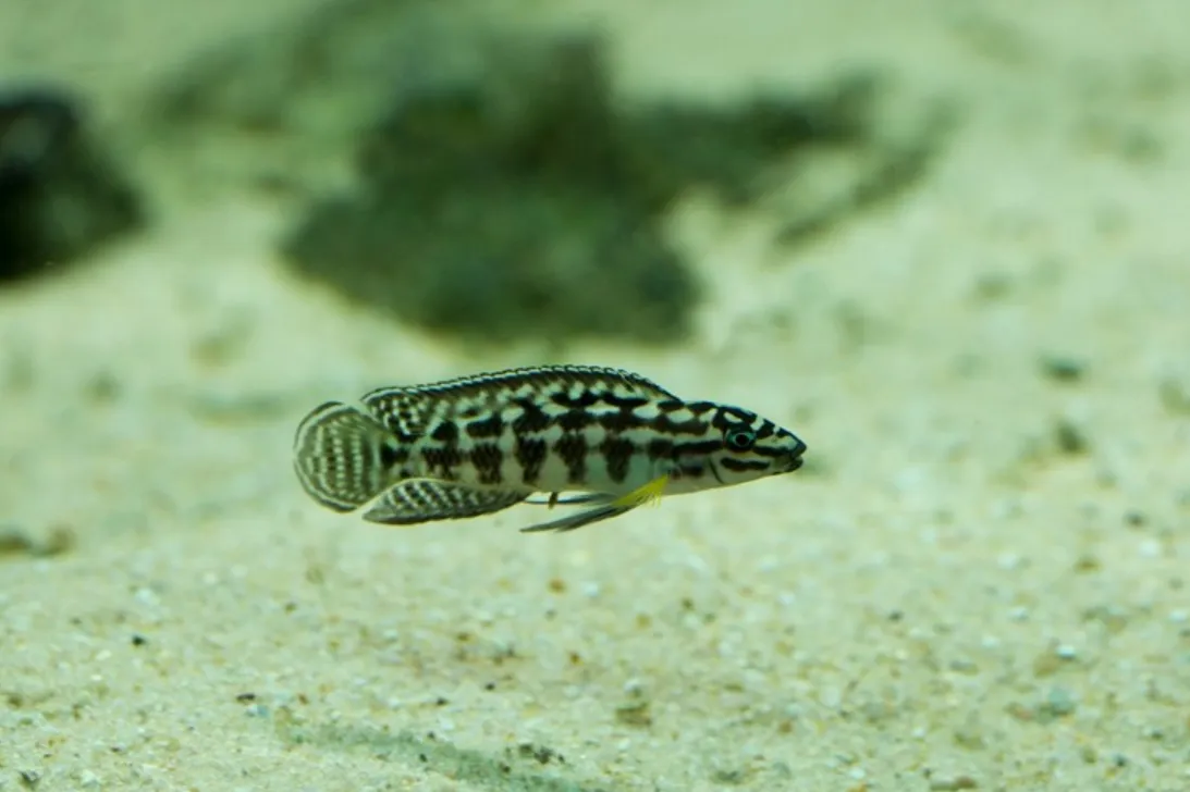 Юлідохроміс Масковий, L (лат. - Julidochromis transcriptus)