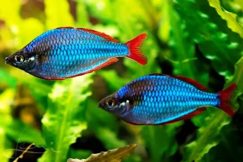 Меланотенія Неонова (Melanotaenia praecox)
