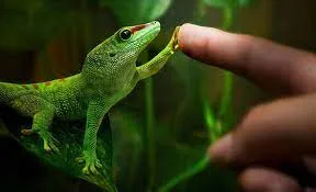 Геккон Фельзума (лат. - Gekko Phelsuma) — фото, характеристики, купити в «Живий Куток»