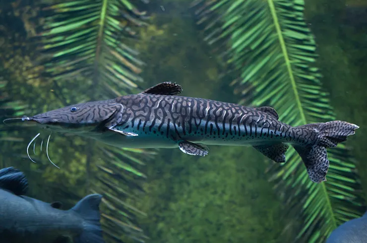Платистома тигрова (лат. - Pseudoplatystoma fasciatum)