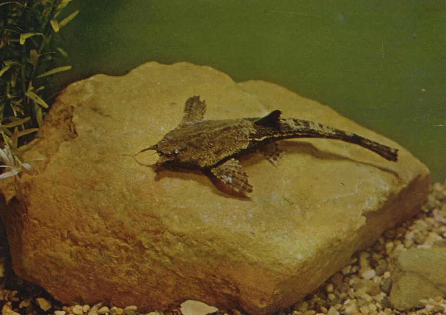 Буноцефал Кнера (Bunocephalus kneri)