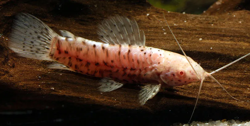 Таракатум алб. (лат. - Hoplosternum thoracatum)