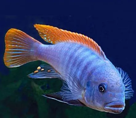 Псевдотрофеус Грешакі, L (лат. - Pseudotropheus greshakei)