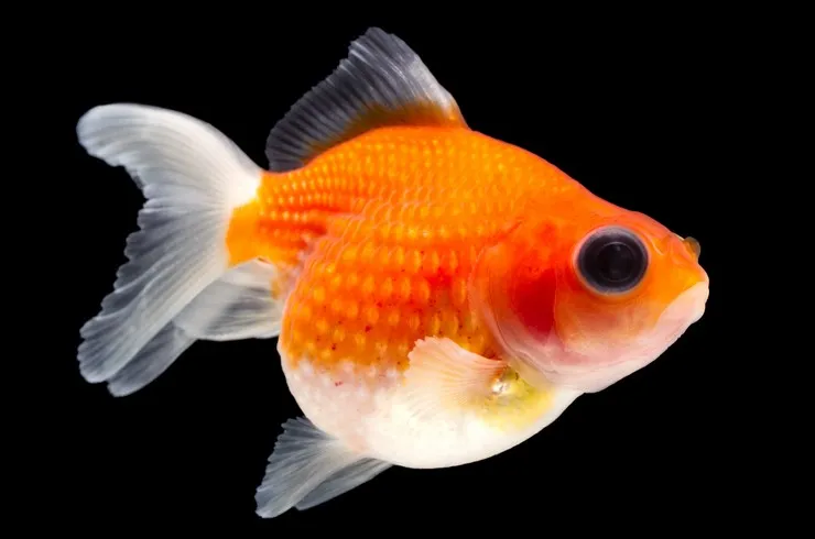 Золота рибка, Перлина, 2XL. (лат. - Carassius auratus)
