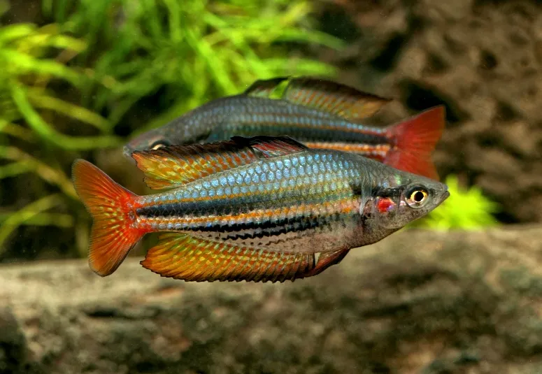 Меланотенія аустраліс (лат. - Melanotaenia australis) — фото, характеристики, купити в «Живий Куток»