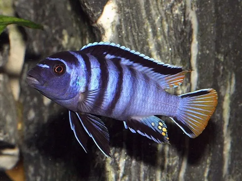 Псевдотрофеус МПанго M (лат. - Pseudotropheus elongatus Mpanga)