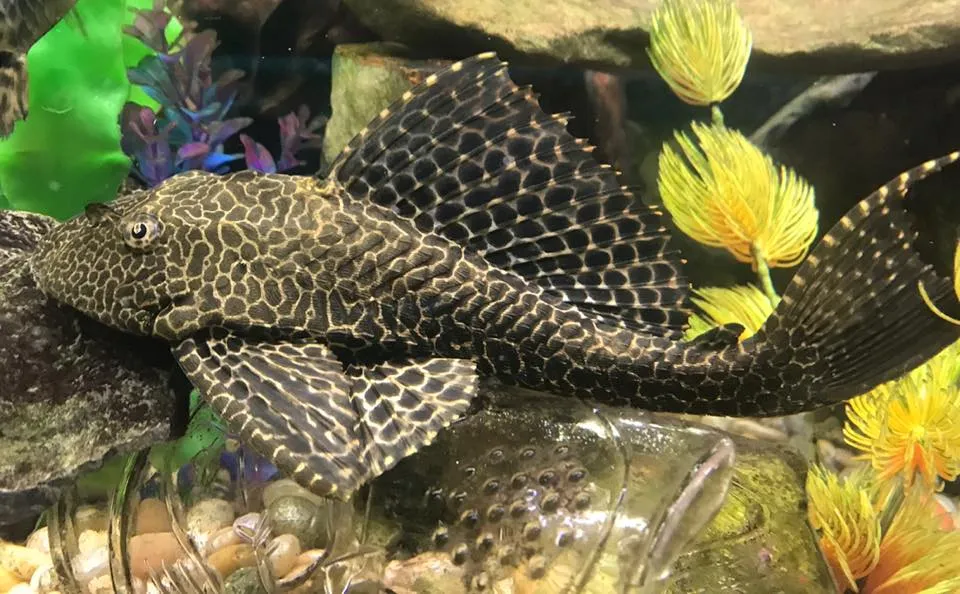 Птеригопліхт парчевий (лат. - Pterygoplichthys gibbiceps)
