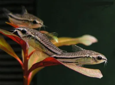 Корідорус пигмей (лат. - Corydoras septentrionalis)