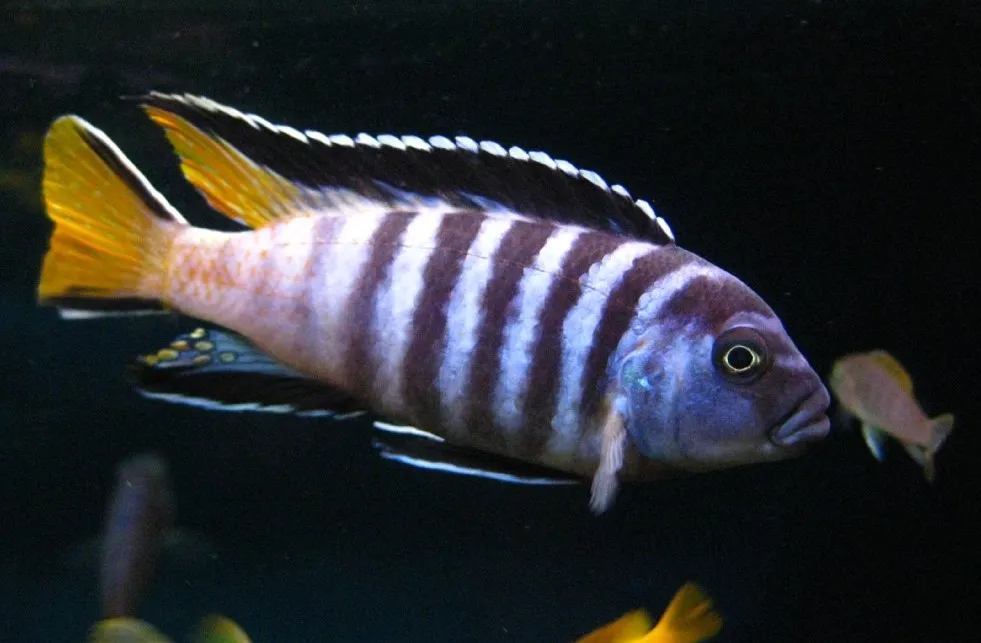 Псевдотрофеус МПанго S (лат. - Pseudotropheus elongatus Mpanga)