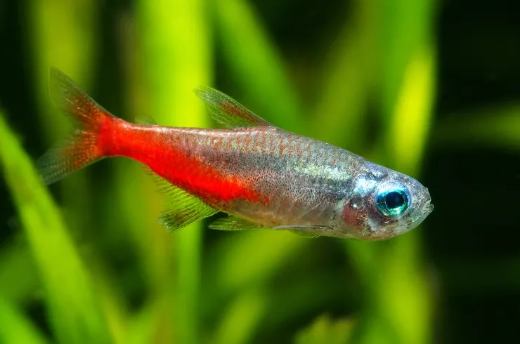 Неон діамантовий (Paracheirodon simulans)