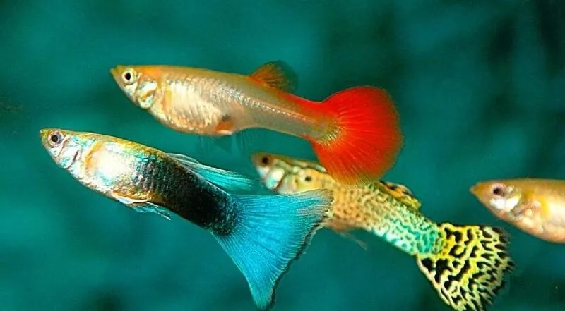 Гупія асс, M. (лат. - Poecilia reticulata)