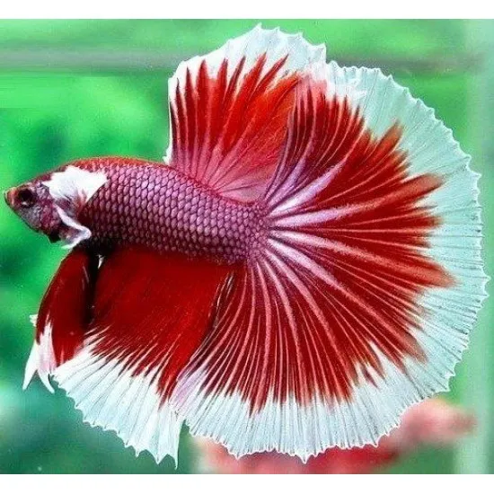 Пітушки, асс. XL. коронохвостий, супердельта (лат. Betta)