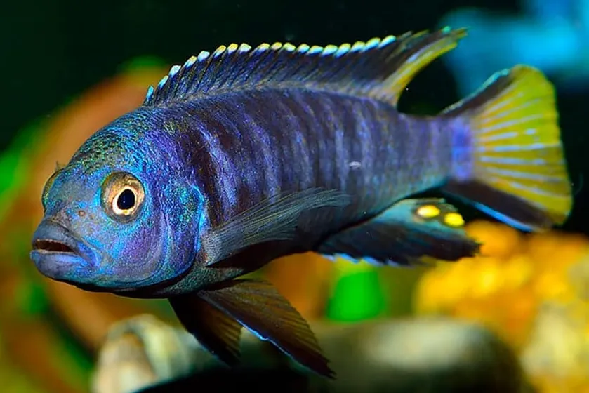 Псевдотрофеус МПанго S (лат. - Pseudotropheus elongatus Mpanga)