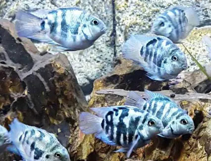 Цихлозома "Червоний Попугай", синій тигровий, S (лат. - Cichlasoma Blue Panda Parrot)