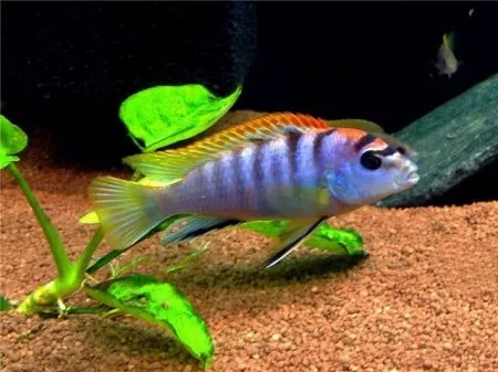Лабідохроміс Хонгі (Labidochromis sp. 'Hongi')