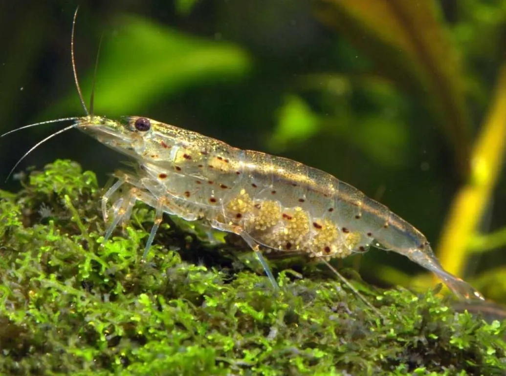 Креветка Амано (лат. - Caridina multidentata)