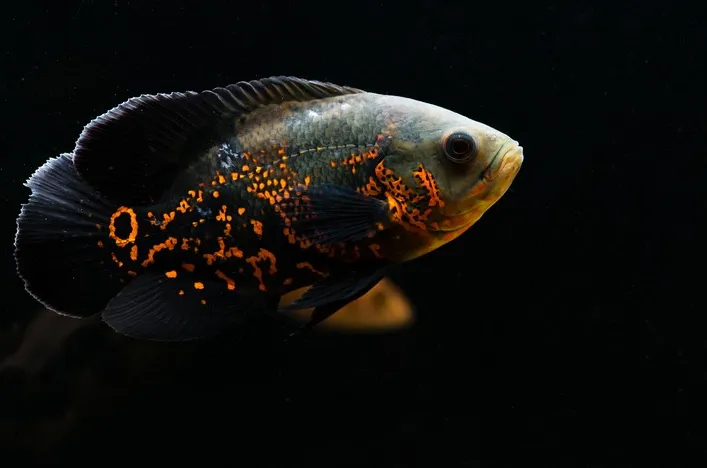 Астронотус (Україна), L / Astronotus