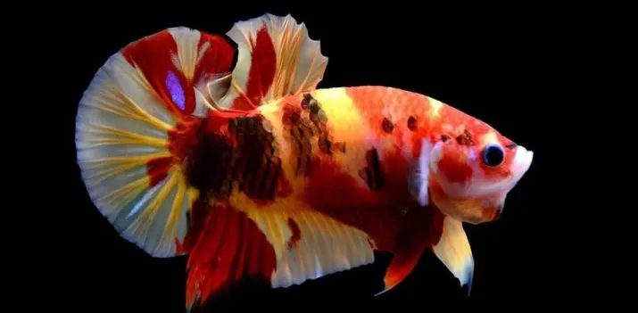 Пітушки, Кої. XL. (лат. Betta)