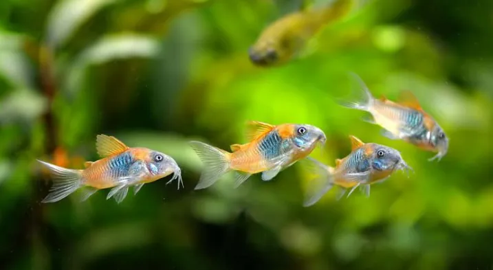 Корідорус Венесуэла Оранж (лат. - Corydoras aeneus Venezuela Orange)