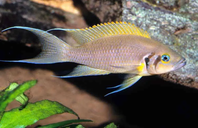 Принцесса Бурунді (Neolamprologus brichardi)