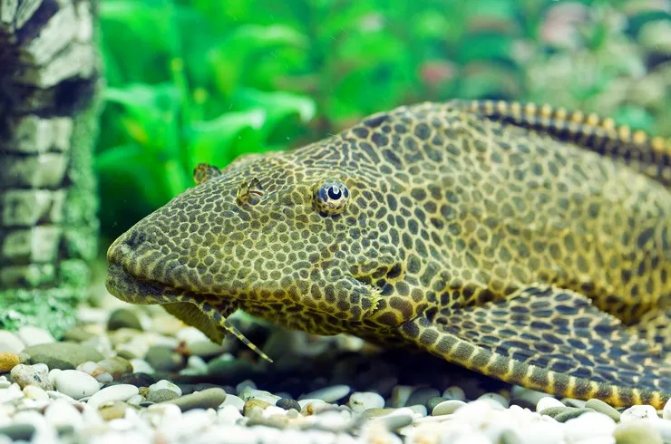 Птеригопліхт парчевий, XL (лат. - Pterygoplichthys gibbiceps)