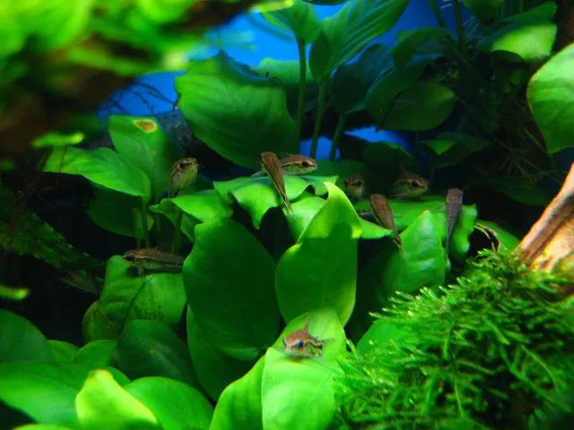 Корідорус пигмей (лат. - Corydoras septentrionalis)