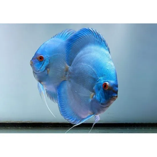 Дискус "Blue Diamond", L (лат. - Symphysodon discus) - фото 4, характеристики, купити в «Живий Куток»