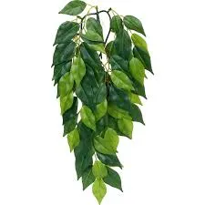 Рослина шовкова Ficus середня