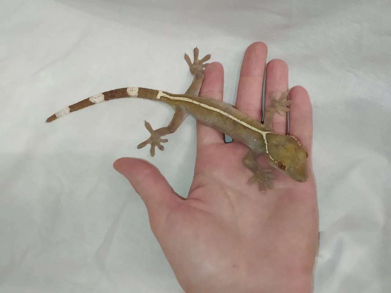 Геккон Смугастий. (лат. - Gekko vittatus)
