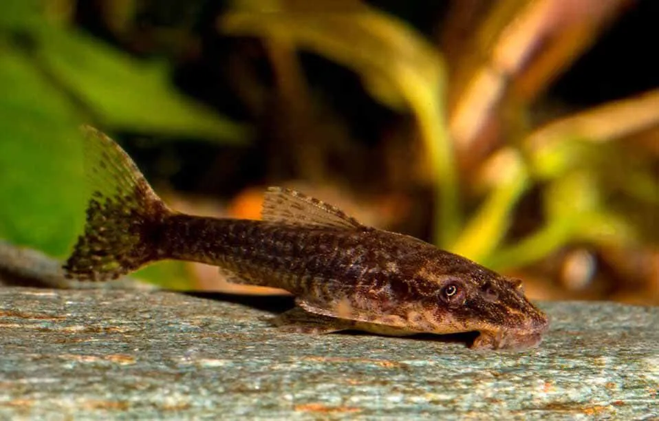Отоцинклюс негрос (лат. - Otocinclus sp.Negros)