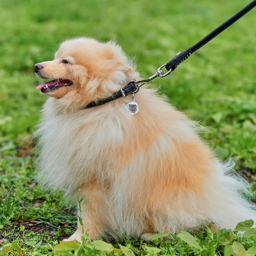 00391 Нашийник WAUDOG Soft з QR паспортом, шкіряний,  Д 10см  Дов 33-41см, чорний