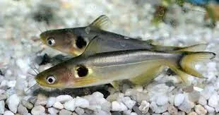 Павлине око, S. (лат. - Horabagrus brachysoma)