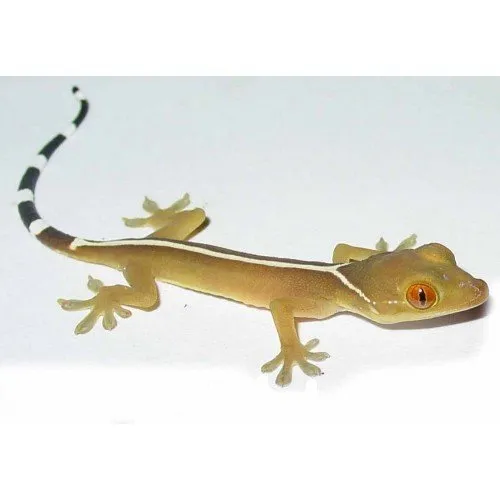Геккон Смугастий. (лат. - Gekko vittatus)