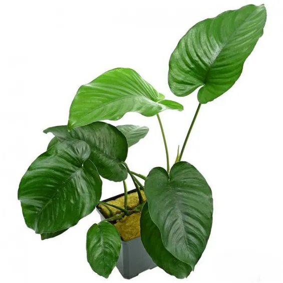 Анубіас Каладіфолія XL  (лат. - Anubias barteri var. caladiifolia)