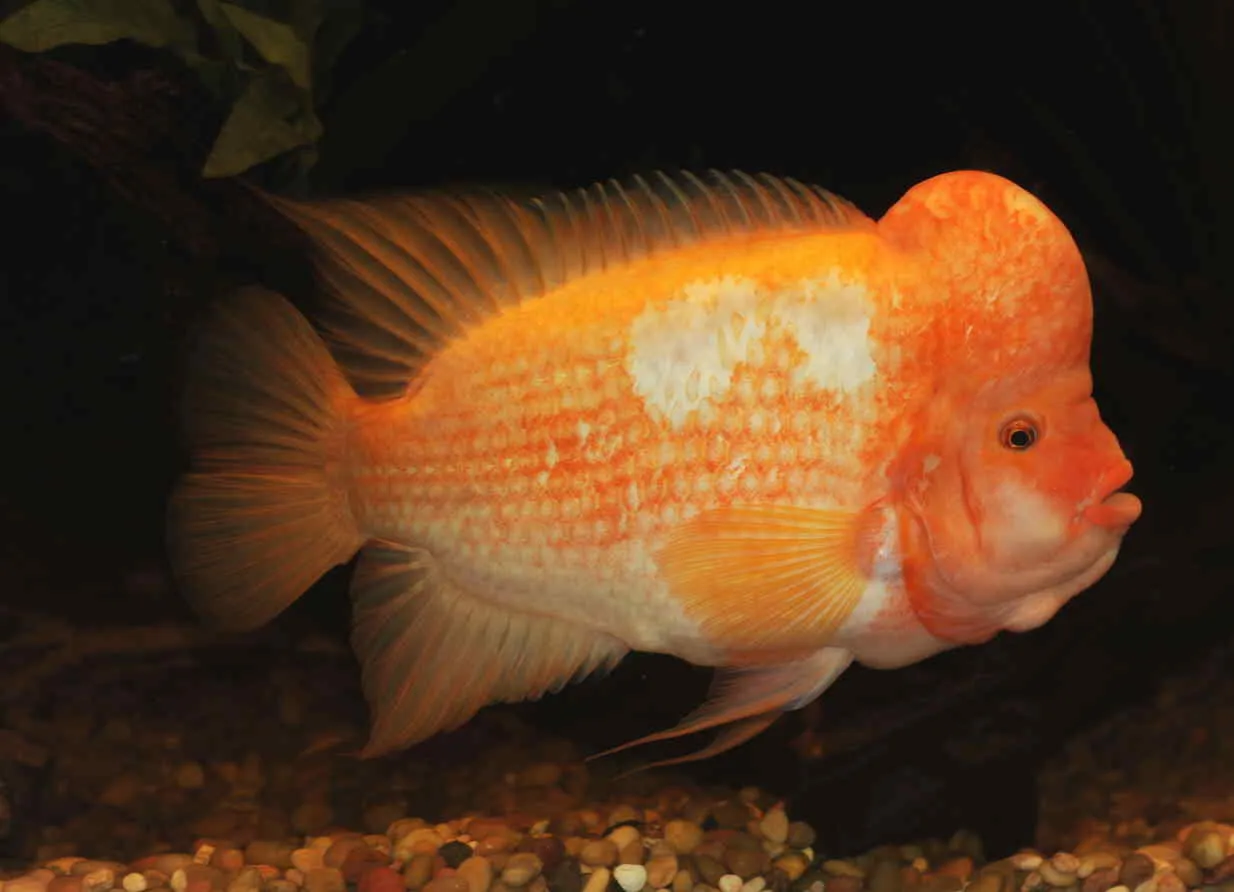 Цихлозома цитронова ( лат . - Amphilophus citrinellus)