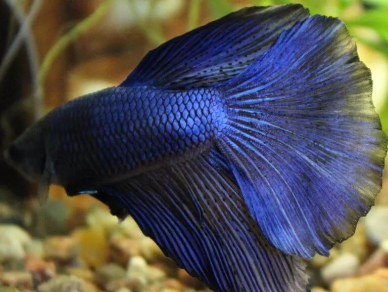 Пітушки, асс. XL. коронохвостий, супердельта (лат. Betta)