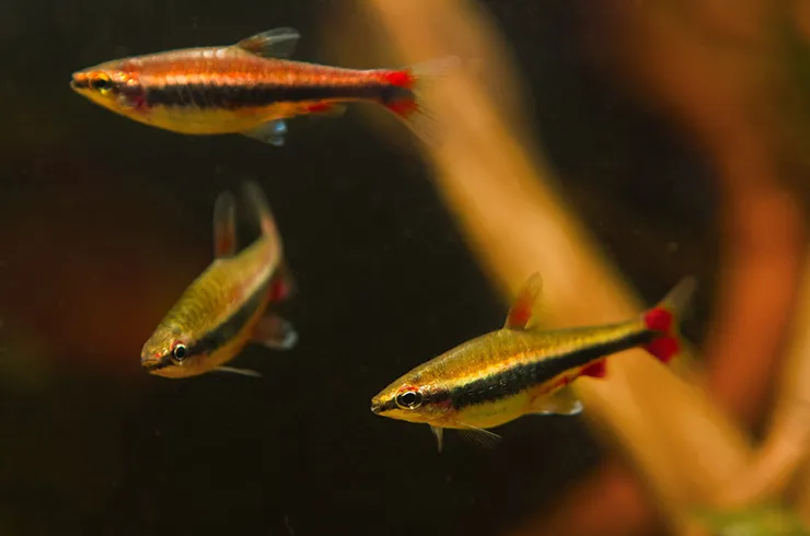Наностомус Бекфорда суперред, (лат. - Nannostomus beckfordi)