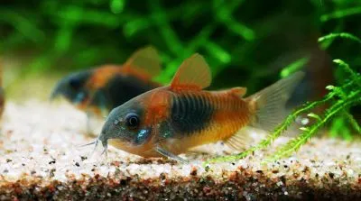 Корідорус Венесуэла Оранж (лат. - Corydoras aeneus Venezuela Orange)