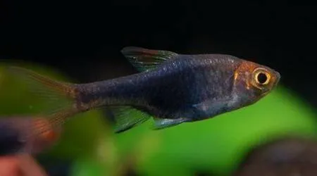 Росбора гетероморфа чорна (лат. - Trigonostigma heteromorpha)
