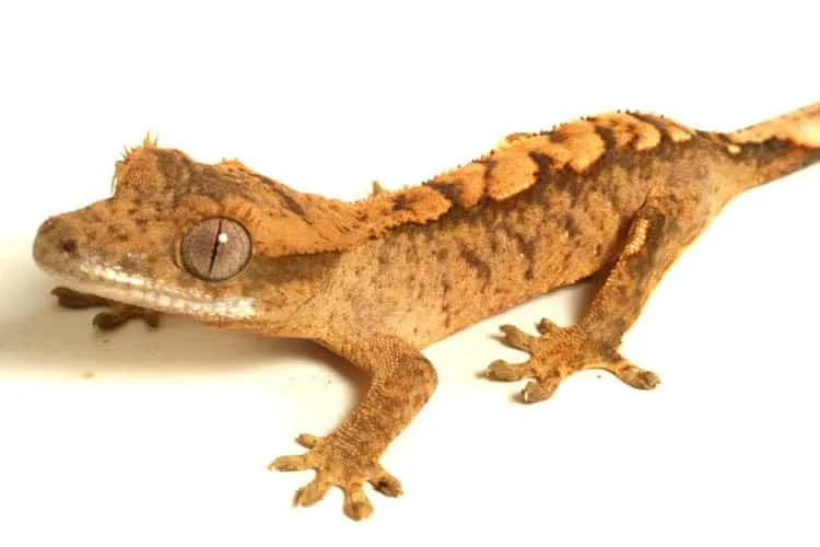 Геккон Війчастий бананоїд (лат. - Gekko Bananoid)